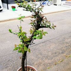 南高梅　鉢植え（大）予約ありの画像