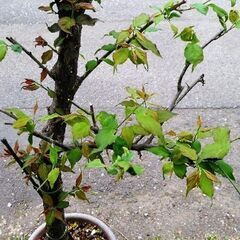 南高梅　鉢植え（大）予約ありの画像