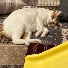 【幸せの鍵しっぽ】6歳のオス猫の画像