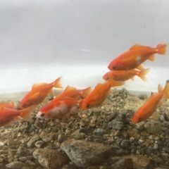 金魚　和金　小　５ｃｍくらい　1匹
