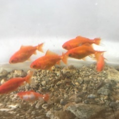 金魚　和金　小　５ｃｍくらい　1匹の画像