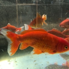 金魚　和金　大　10ｃｍくらい　1匹の画像