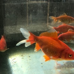 金魚　和金　大　10ｃｍくらい　1匹