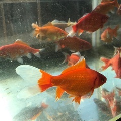 金魚　和金　大　10ｃｍくらい　1匹の画像