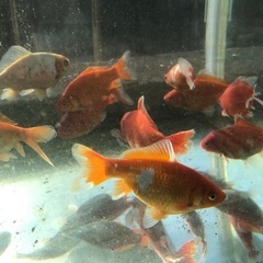 金魚　和金　大　10ｃｍくらい　1匹の画像