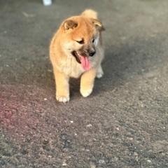 柴犬　可愛がってくださる方