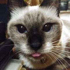 活発な４歳になる女の子です。