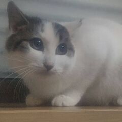 トライアル決定の為、一旦募集を停止します。🐱避妊手術済み左耳カッ...