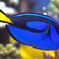 海水魚ナンヨウハギ、クマノミ、ウズマキ、など生態バラ売り