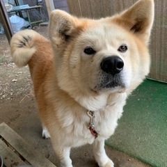 秋田犬9歳オス　里親募集です