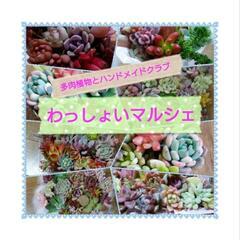 わっしょいマルシェ～岐阜最大級？多肉植物の祭典