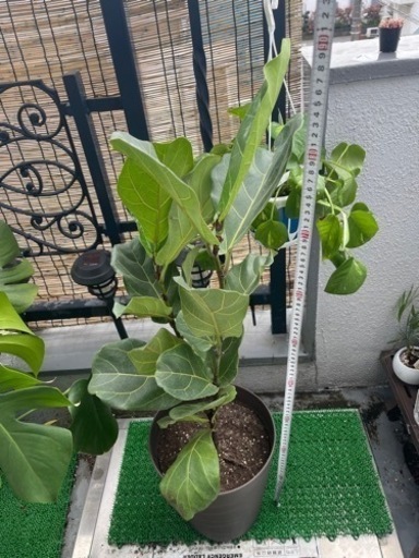 観葉植物　カシワバゴム(フィカス・リラータ)　89cm    鉢と受け皿付き(配送ご相談ください)