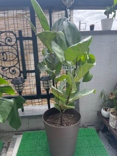 観葉植物　カシワバゴム(フィカス・リラータ)　89cm    鉢と受け皿付き(配送ご相談ください)