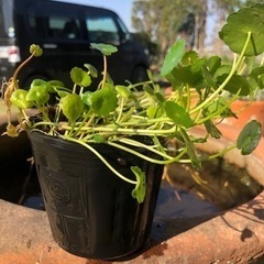ウォーターコイン　水草