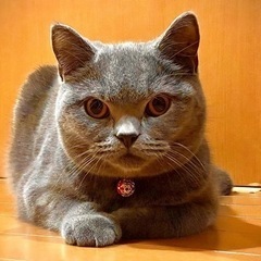 ブリティッシュショートヘア♀1歳