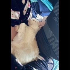 2匹の猫ちゃん