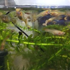 グッピー大漁です！の画像