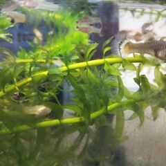 グッピー大漁です！の画像