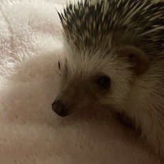 ハリネズミ(2歳♂)