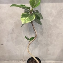 観葉植物・大人気の曲がりフィカス［86cm］