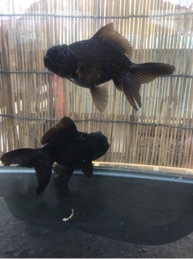 東錦　ブラックドラゴン2歳　2匹　金魚