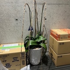 胡蝶蘭　大サイズ　約1m