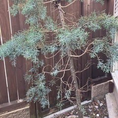 木　コニファーブルーアイスの画像