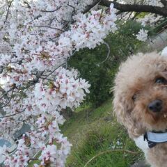 犬友になりませんか(*^^*)