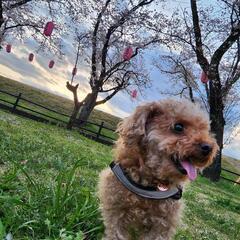 犬友になりませんか(*^^*) - 福生市
