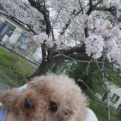 犬友になりませんか(*^^*) - 友達