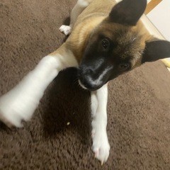 【里親様決まりました✨】推定5か月の男の子🐶