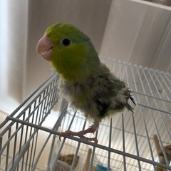 マメルリハインコ おまめ
