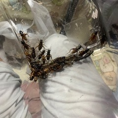 生き餌✨コオロギ🦗の画像