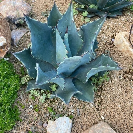 アガベ　テマカプリネンシス　大株　土日限定値下げ‼︎