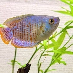 熱帯魚　ネオンドワーフグラミー♂