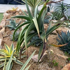 アロエ　ストリアツラ　耐寒性有りの画像