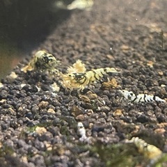 🖤花虎🐯(フラワータイガーシュリンプ)🖤 取引ストップ✋します。