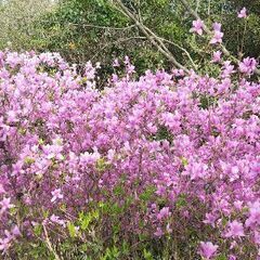 低山登山できる仲間を募集しています − 広島県
