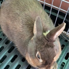 ウサギ