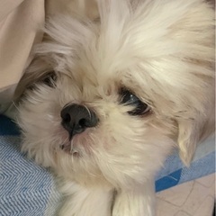 ソフトボール大募集