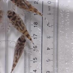 コリドラス セブリーナ 6匹