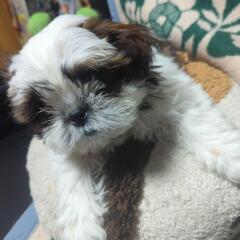 犬と共に歩む。足の数違うけど歩幅合わせていこうや。