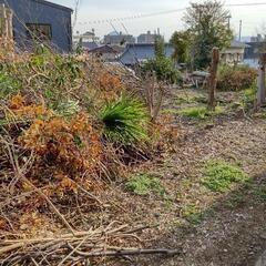 【無料】焚き火、焚火、キャンプ、伐採、枯れ木、薪、土作りの画像