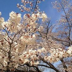 登山 4/9(日)高尾山・一丁平千本桜