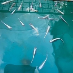 取引中　幹之メダカ　その③の画像