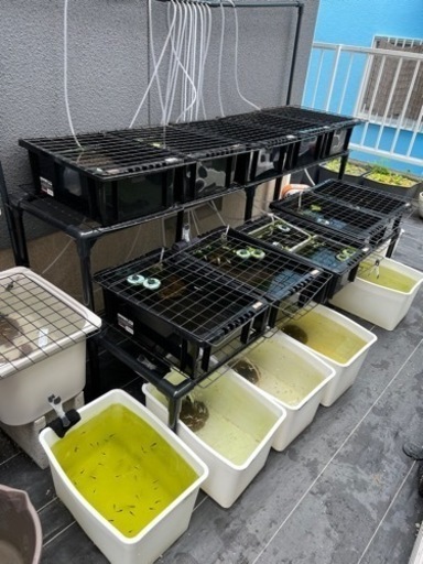 メダカ生体、育成用品全て引き継いでくれる方！