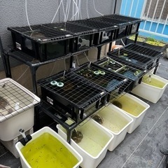 メダカ生体、育成用品全て引き継いでくれる方！