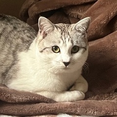 ツンデレ君　赤ちゃんフェイス