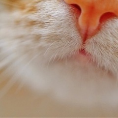 【女性主催】🐱猫ちゃんに癒されに猫カフェ行こう❤️