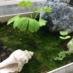 イチョウ　苗